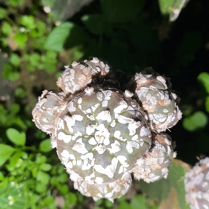 三角苗接琉璃v兜群