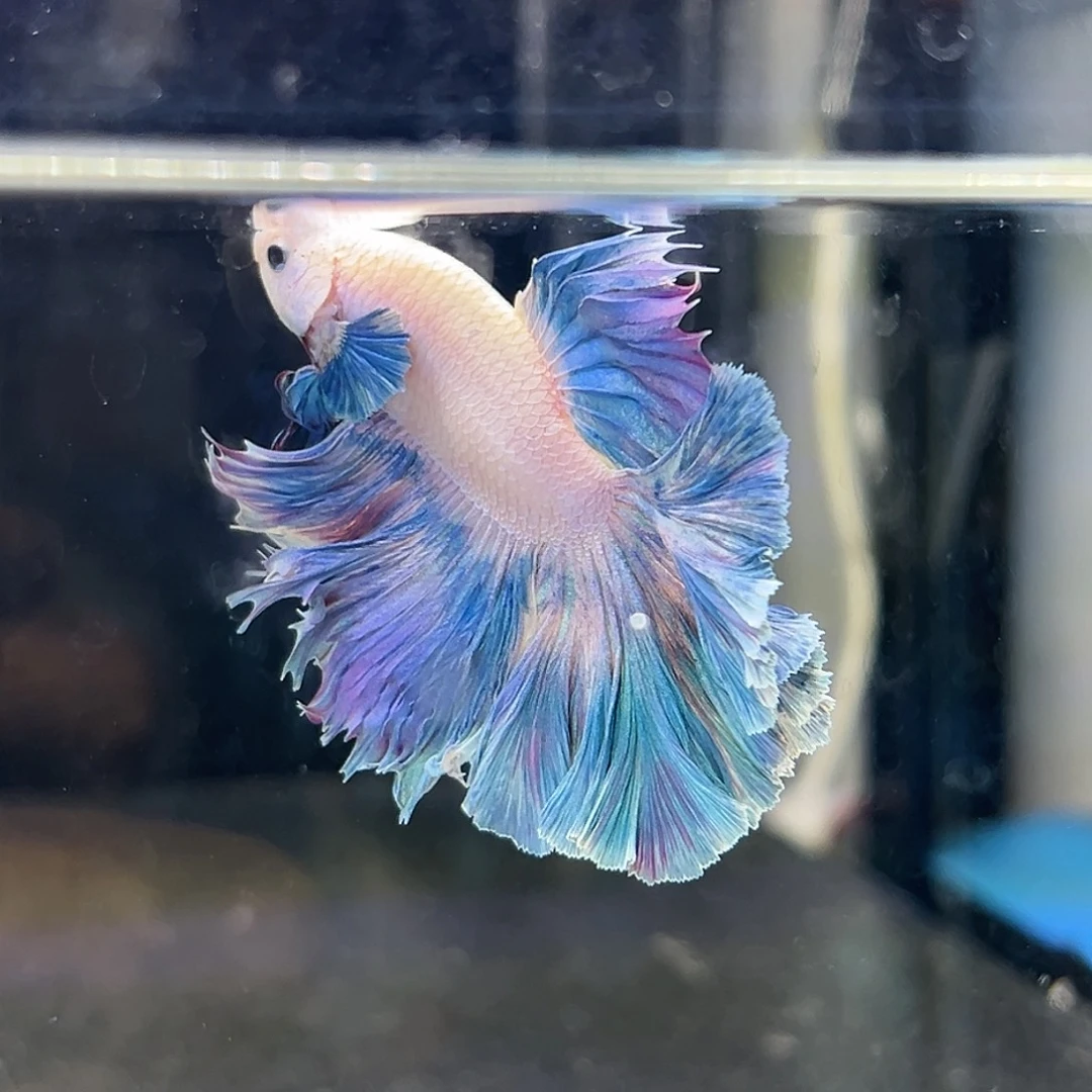 斗鱼10号绝美粉蓝色花瓣