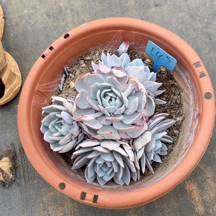 ᨳ****晨语多肉一物一拍147