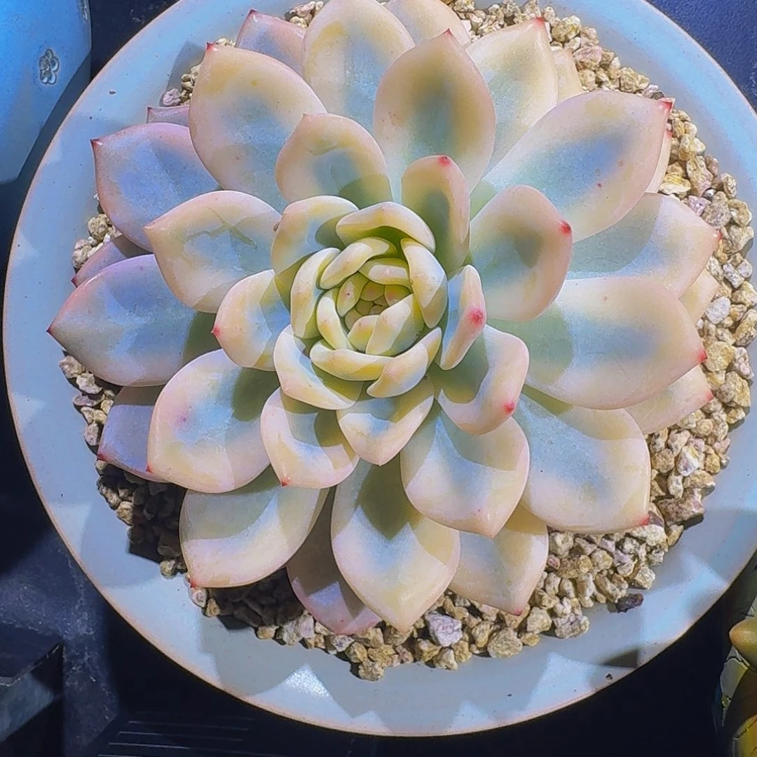 橙梦露 宽锦 一物一拍
