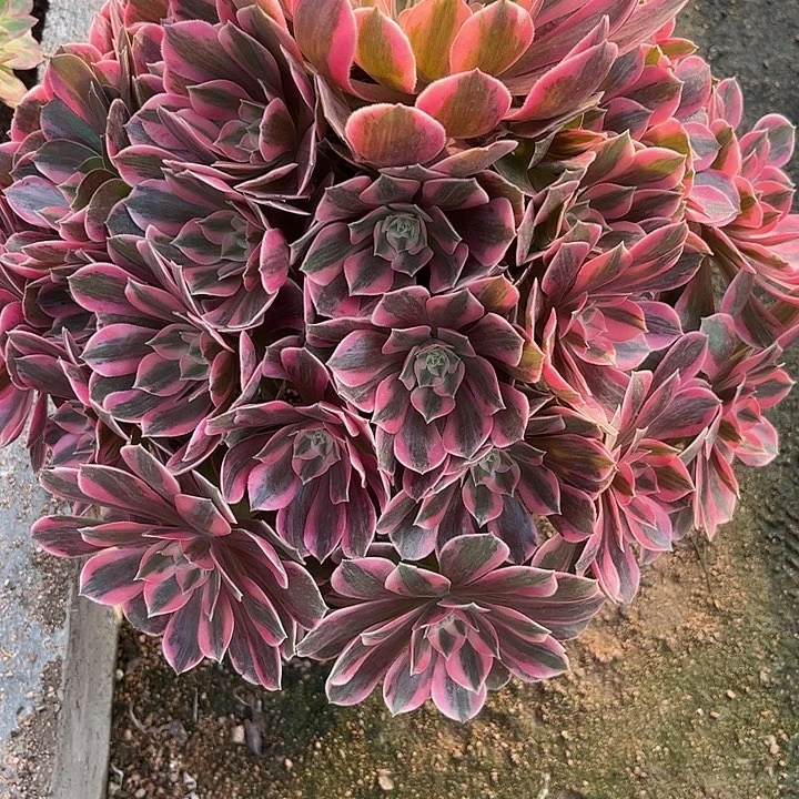 多肉植物粉女妖锦…………