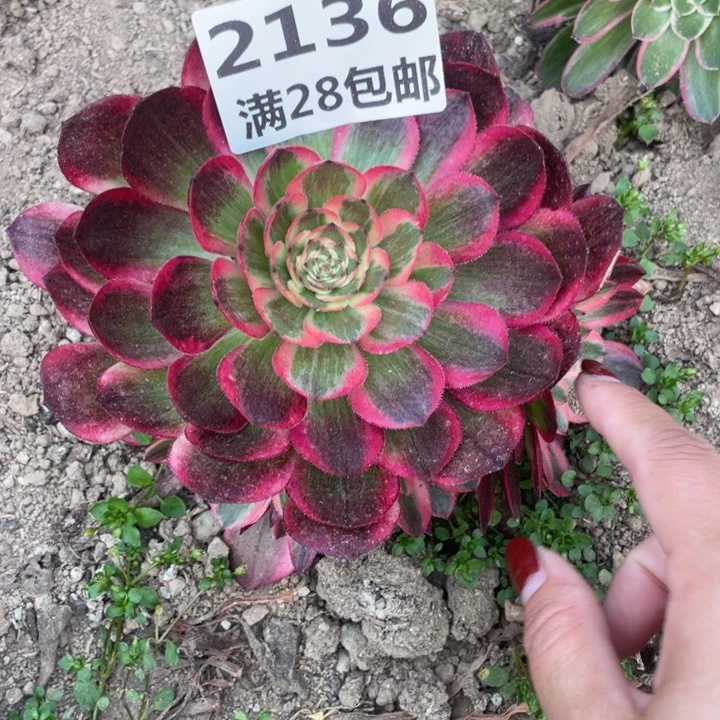 2136三号棚云荷多肉植物