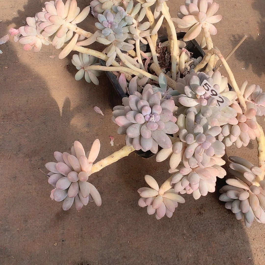 592汤圆 一物一拍多肉