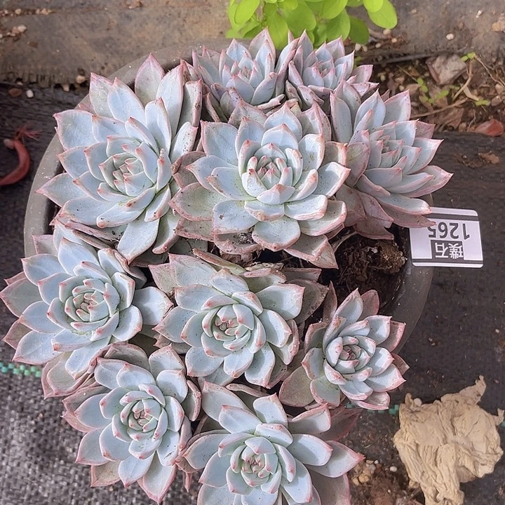 粉蓝鸟有瑕疵1265多肉植物