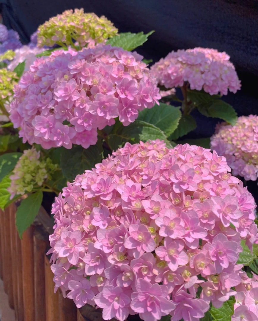 【花手鞠】5加仑 粉色大花绣球多年生露天苗生花苞原盆原土基地直发