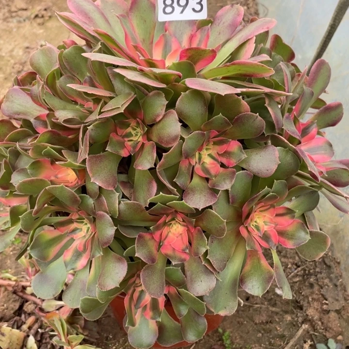 读***生无花朵893多肉植物香妃