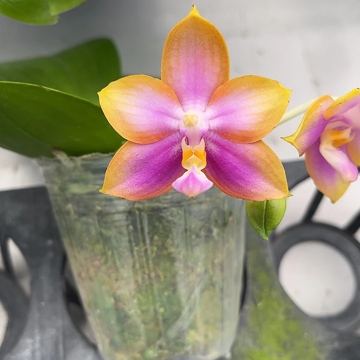 完全开放2.5寸杯洋洋粉玛丽交霓虹灯