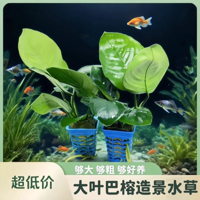 大叶巴榕水榕水草植物鱼缸造景真草绿植好养活懒人新手入门水草