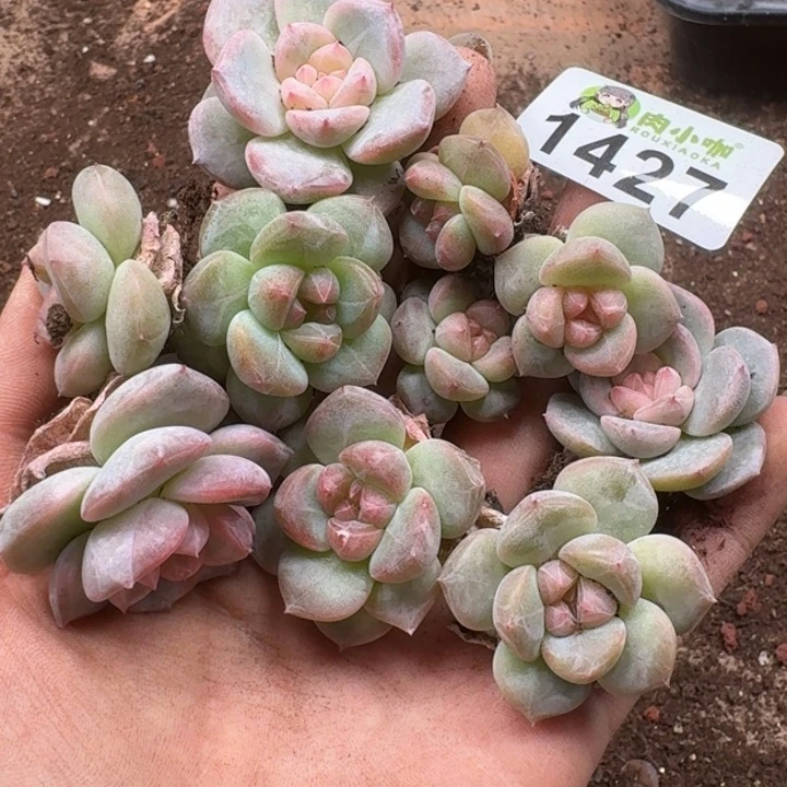 无花朵虹多肉植物多肉植物