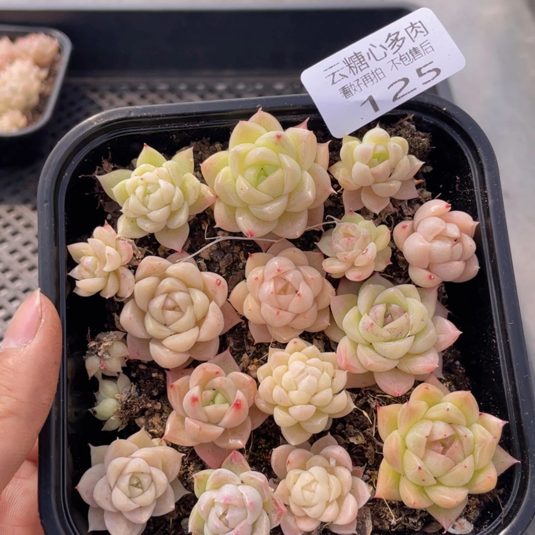 云糖心多肉植物125