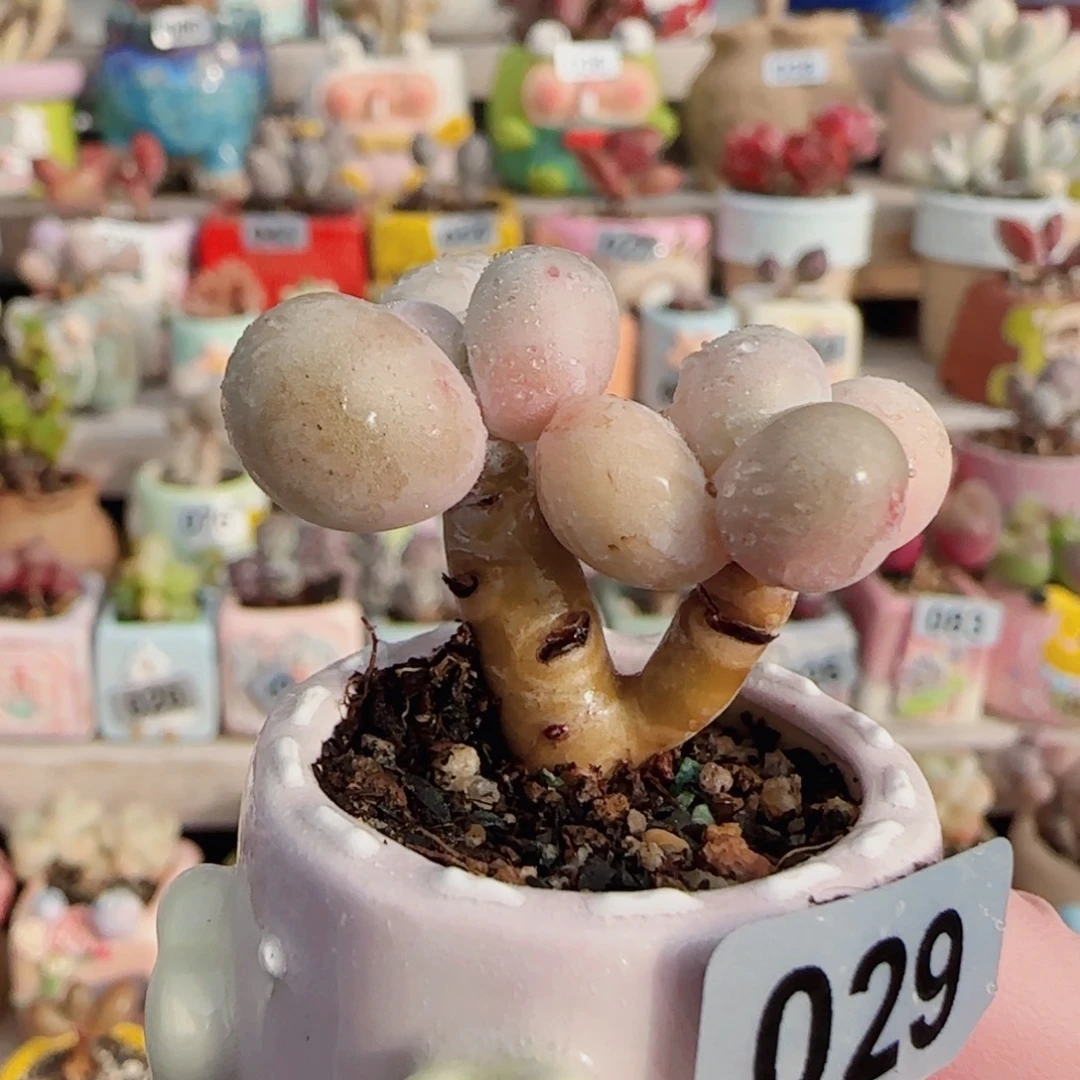 双头小蛋黄奶 盆口2.5cm