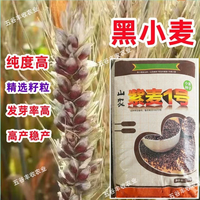 紫麦1号黑小麦种子大全高产抗病抗倒越冬性好紫小麦优质营养
