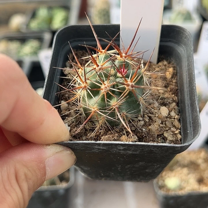 仙人球618号林虾。。。。，。