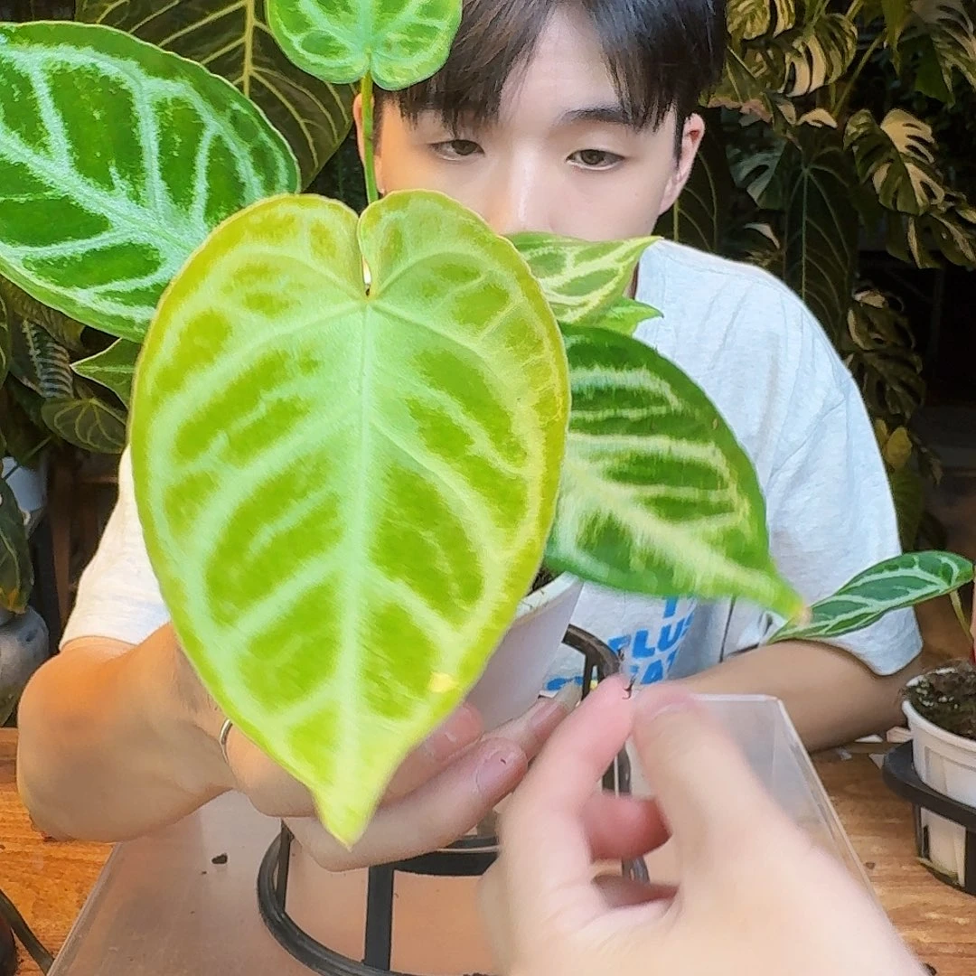 完全开放I76银色面纱杂银色闪光