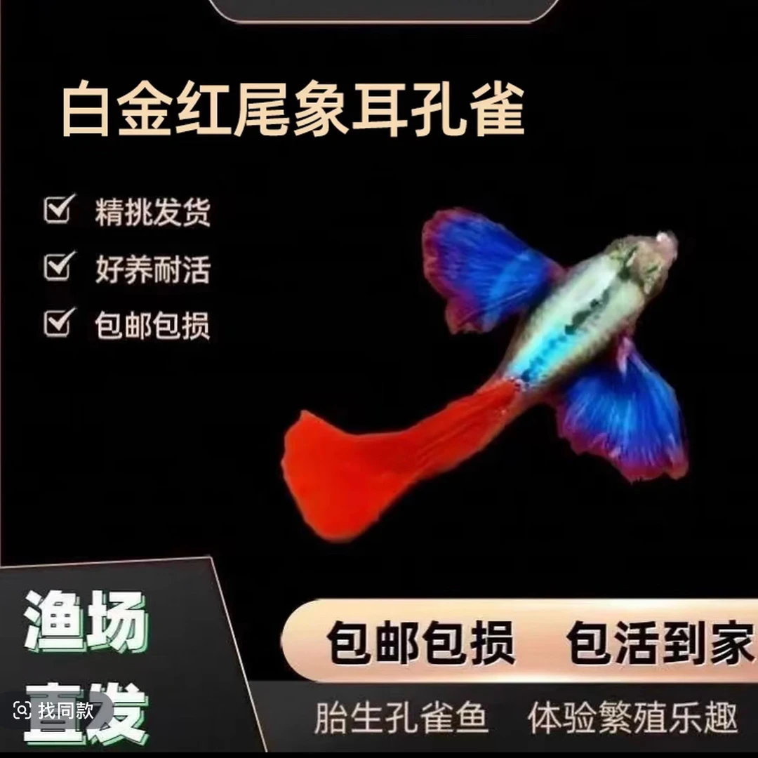 新手好养越系白金象耳F1超大耳淡水观赏鱼（入缸不包损）