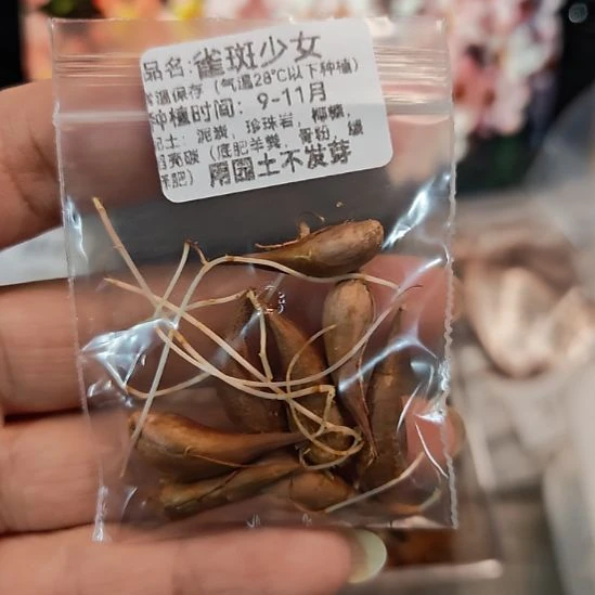 酢浆草早花糖果盒雀斑少女