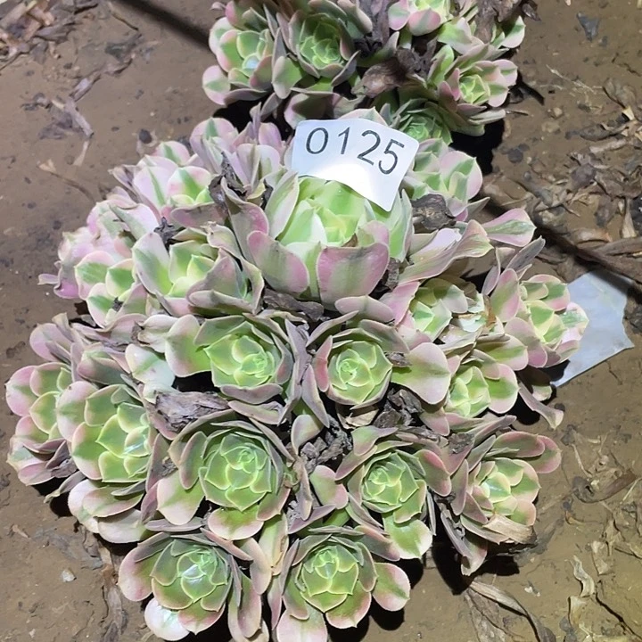 多肉植物法师125香妃