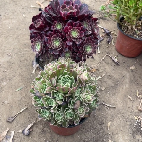 969多肉植物组合