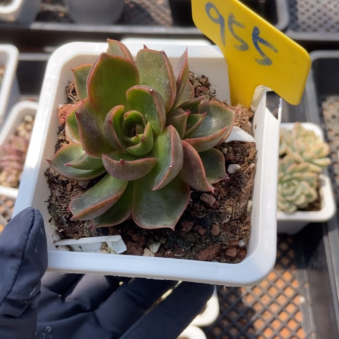 955红灯多肉植物保护