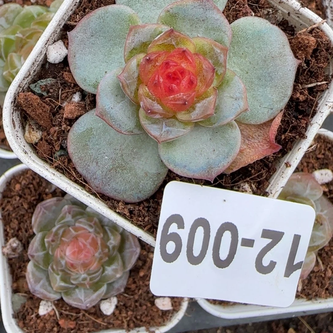 小卡拉米糖心一物一拍