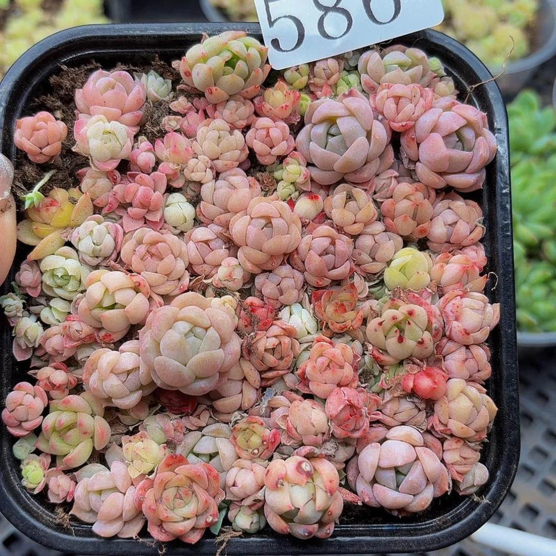 多肉植物多肉植物586