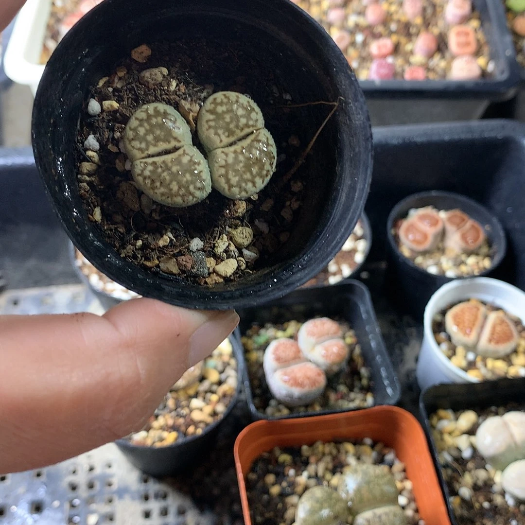 K08多肉植物保护研究所