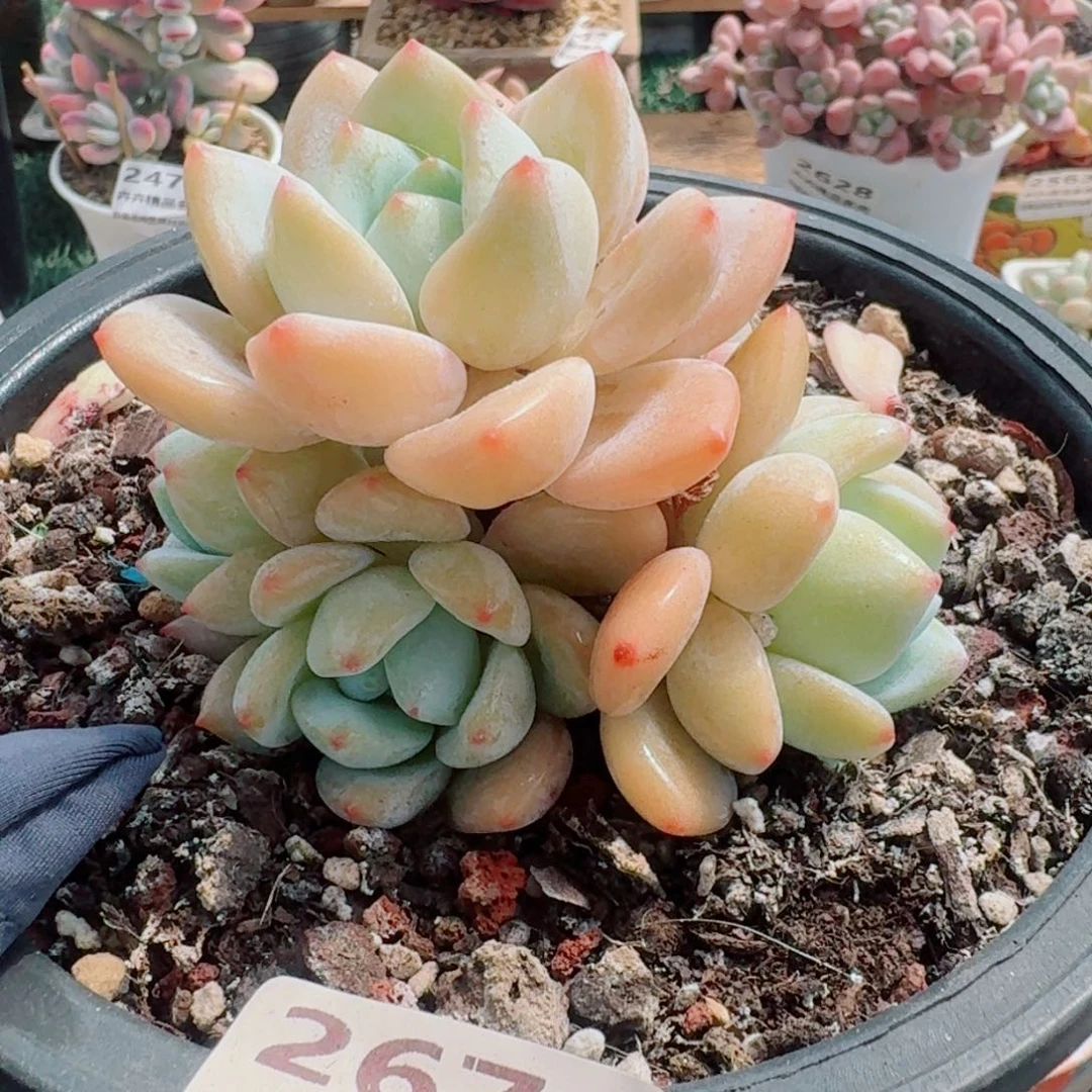 2671一物一拍（满28包邮）