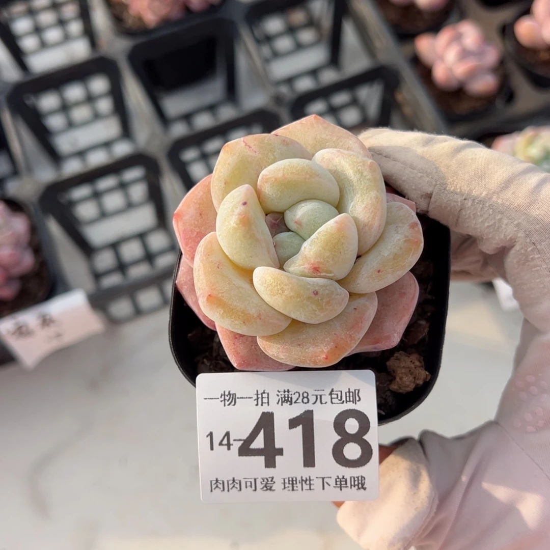 霜花，多肉多肉多肉多肉