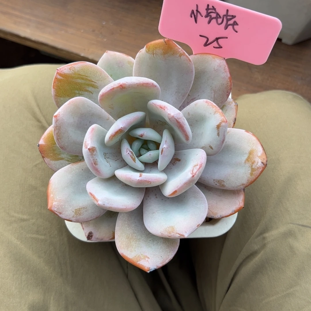 小***花奶茶111111111111111
