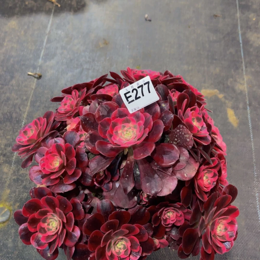 【闪购商品】27700