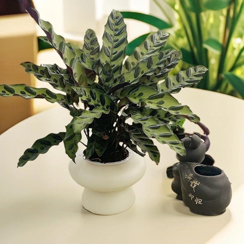 30公分豹纹猫眼竹芋盆栽室内客厅办公桌面绿植招财彩叶净化空气