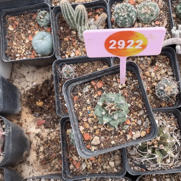 F***d实生赤花娇丽29222922