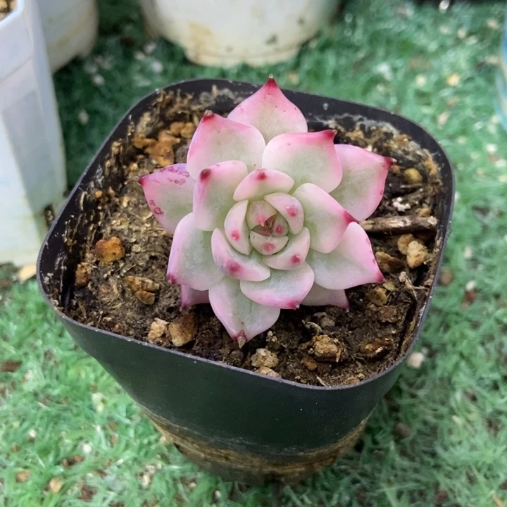 秋可园艺 吉娃娃锦