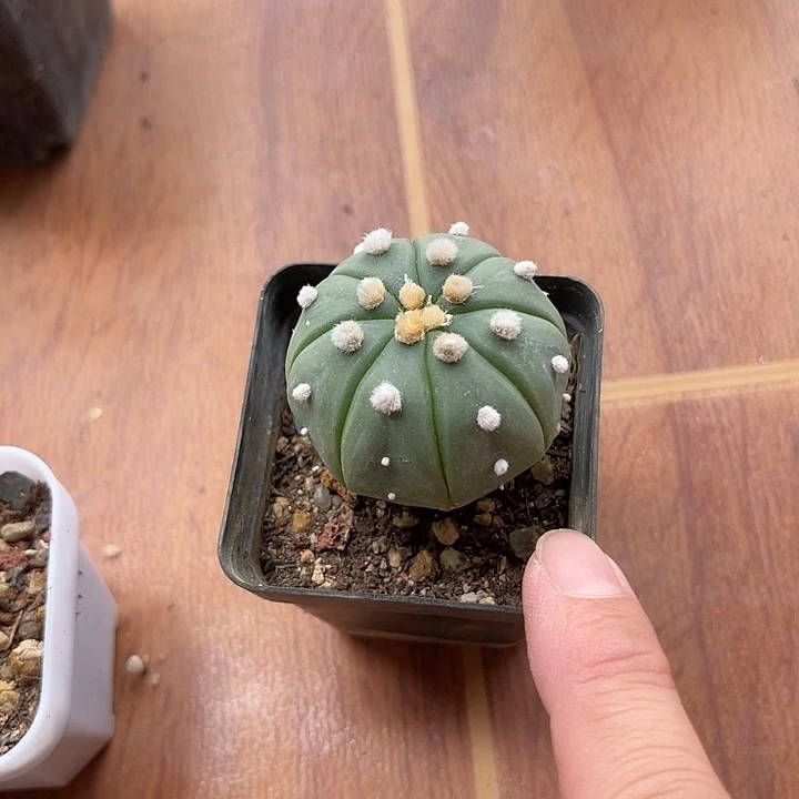 无花朵实生星兜一物一拍