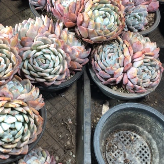 精控老桩3头橙梦露多肉植物