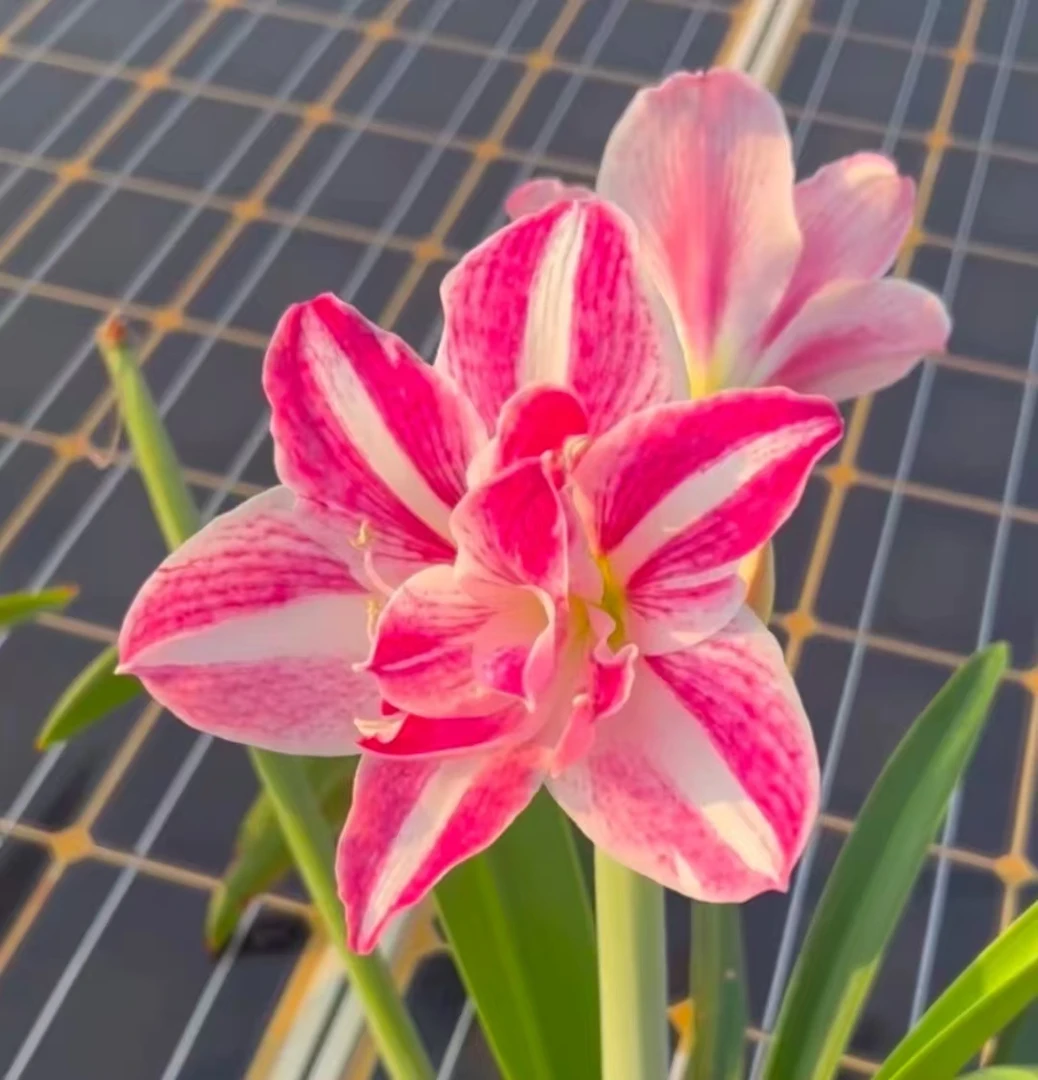 精品杂交瑞香白肋重瓣，20一厘米  清新花瓣，颜色特别鲜