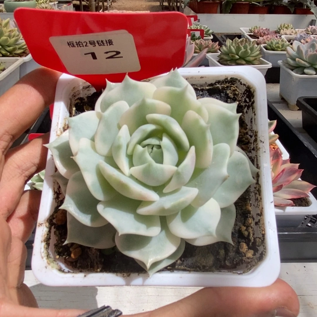 12号露娜莲锦多肉植物