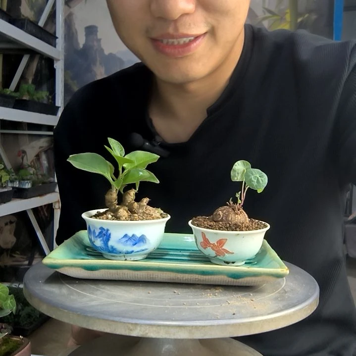 你****谢中青园艺一物一拍73