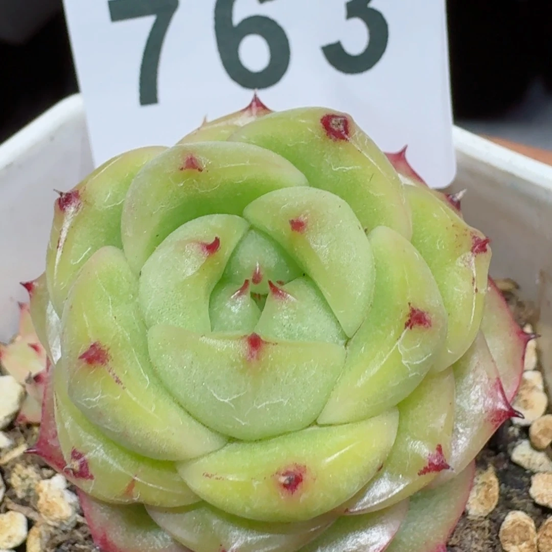 宝贝珍妮       多肉植物