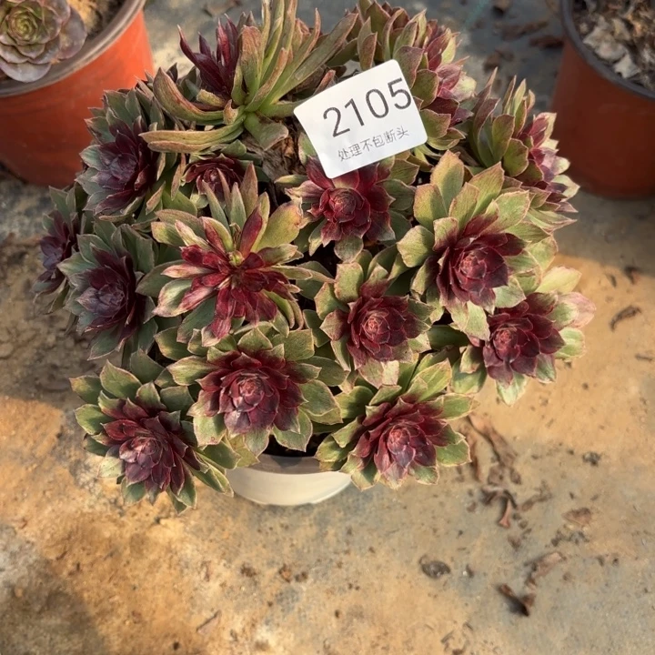 红丝绒多肉处理不包断头2105