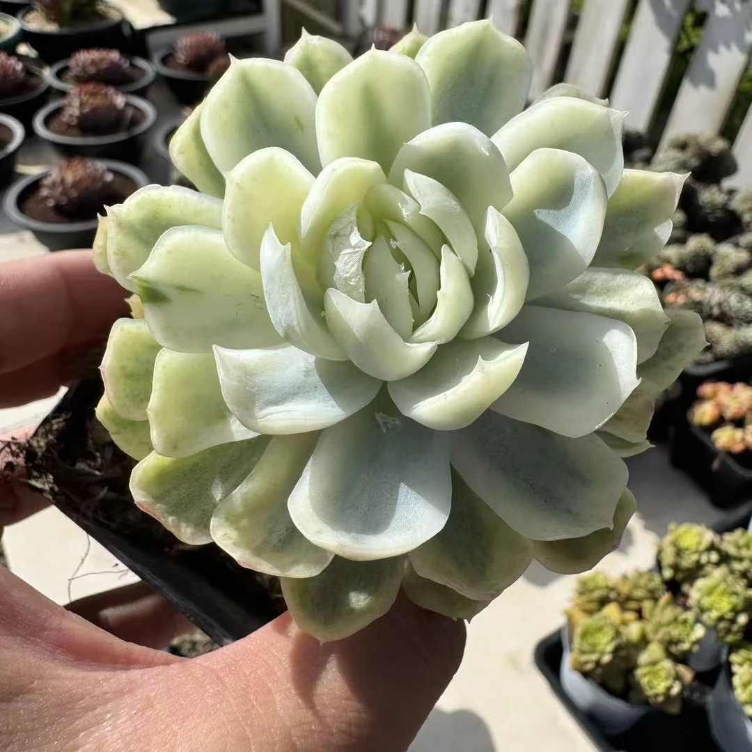0136-瑶台仙子（锦）-从前慢花园东云系多肉植物