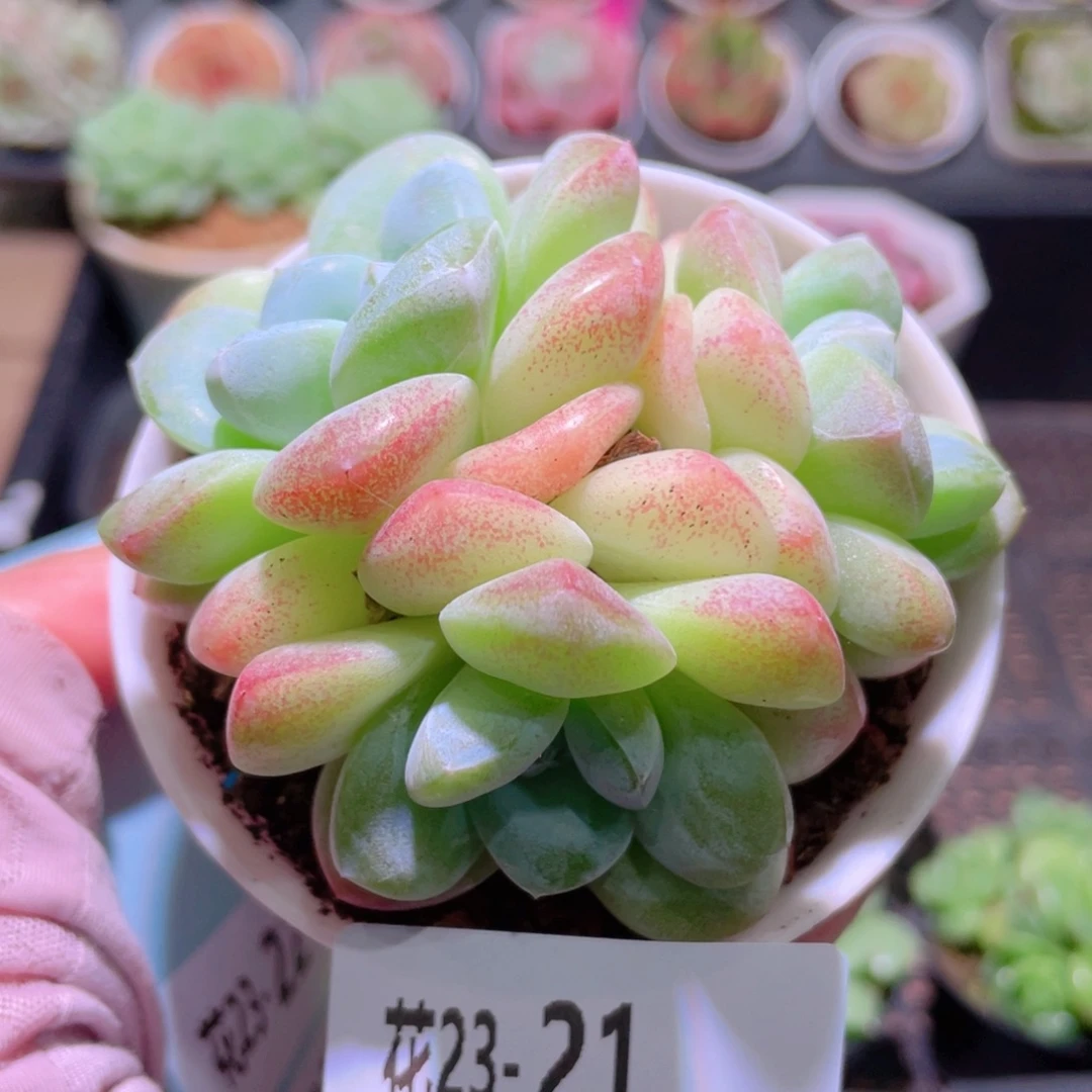 花利美23-21冰玉群