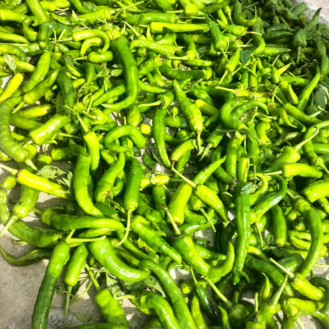 湘西高山秋辣椒3斤包邮