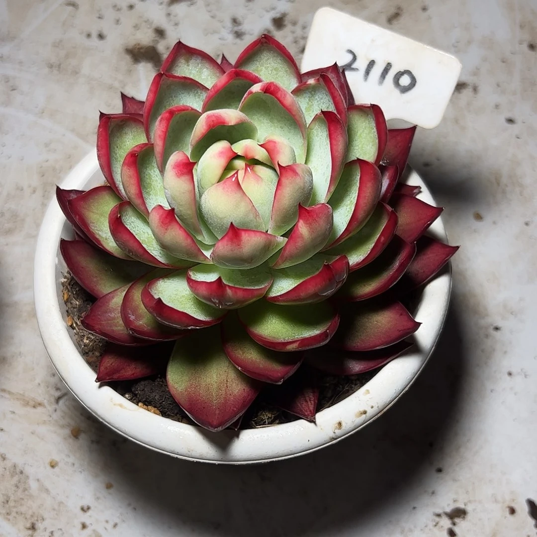 与***舞惊鸿仙子一物一拍2110号