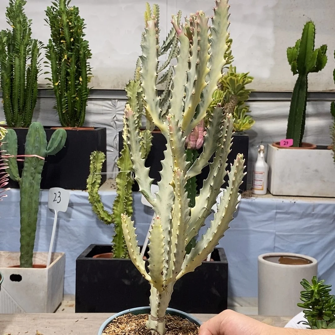 当前无花朵，栽培后可花朵白龙骨一物一拍
