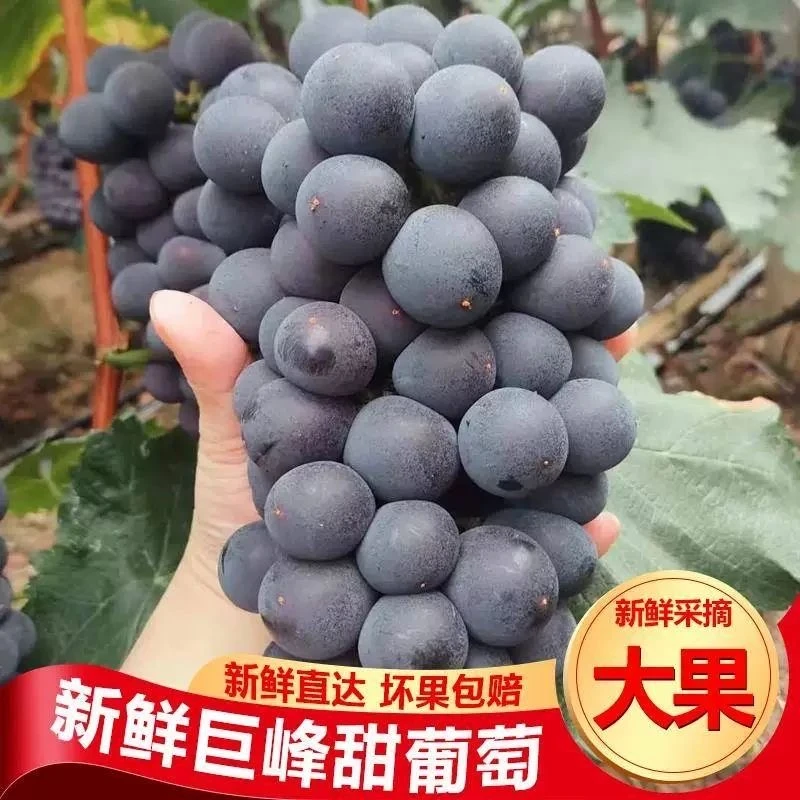 巨峰葡萄现摘现发顺丰包邮