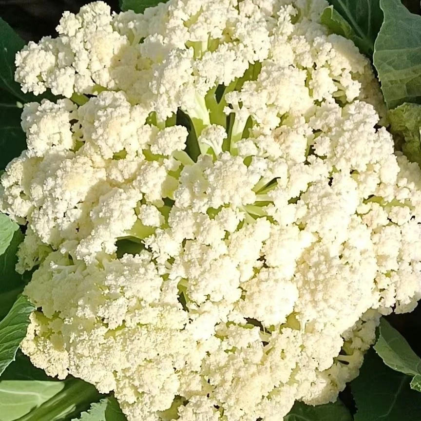 【顺丰】崇明岛松花菜4斤 新鲜蔬菜现摘现发
