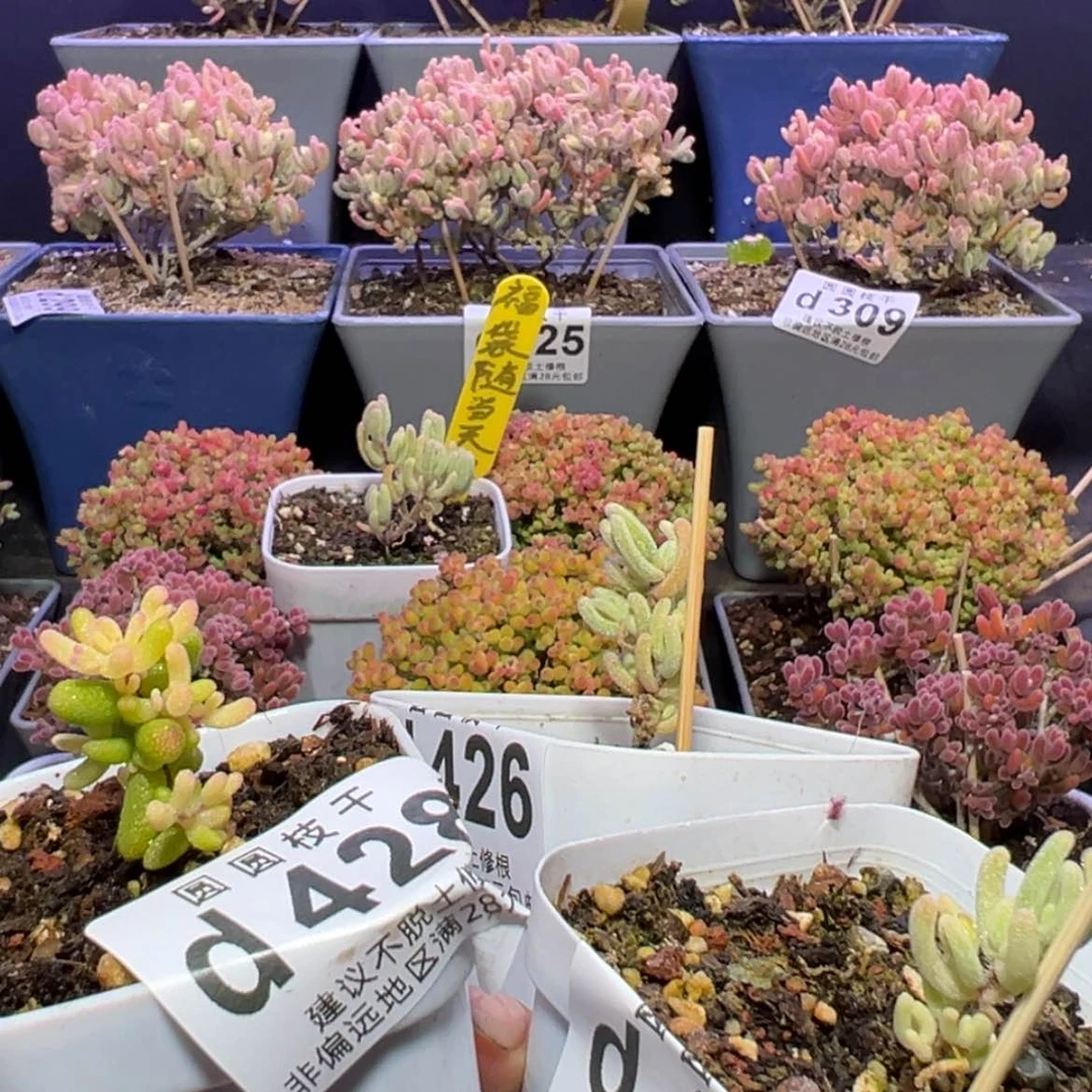 【闪购商品】雪*d426427428橙叶锦，黄锦