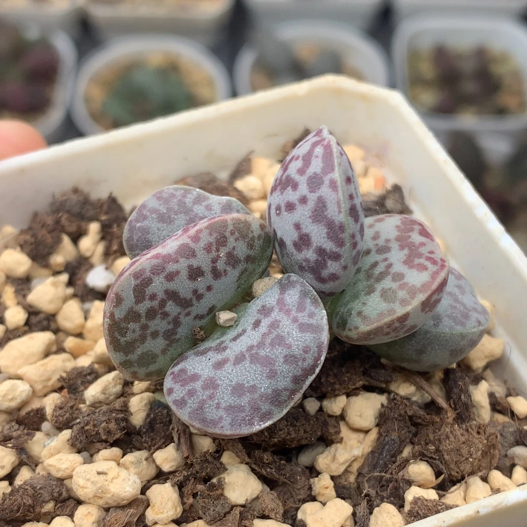 花蛋一物一拍包邮