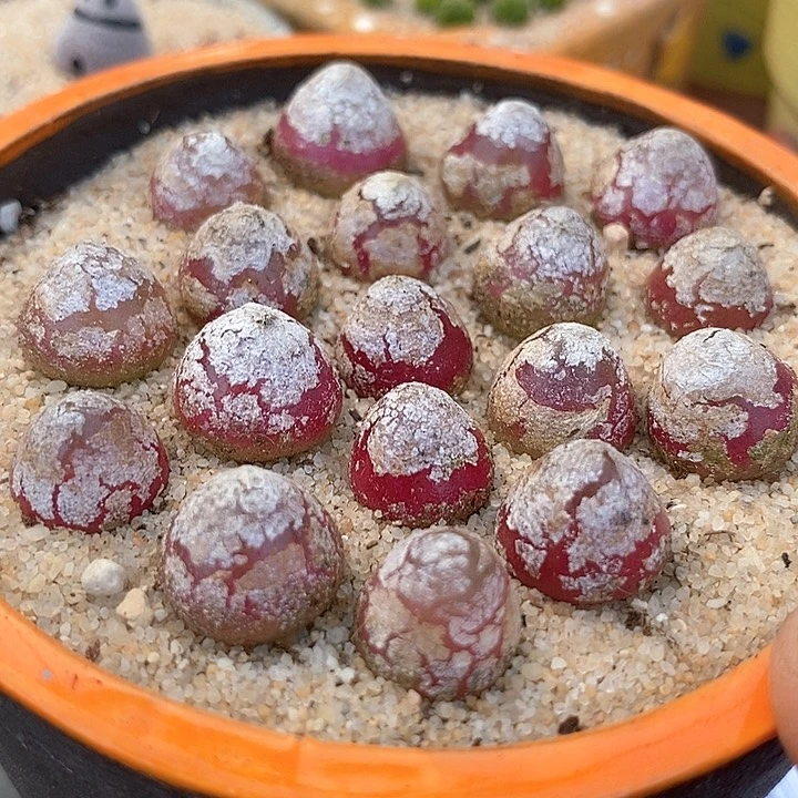 单头红灯泡一颗     1厘米以上